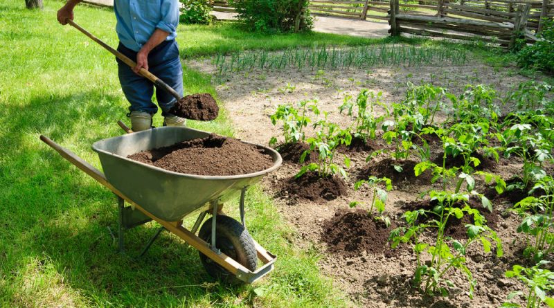 Gardening for Seniors: Tips and Benefits | Orange County Home Care