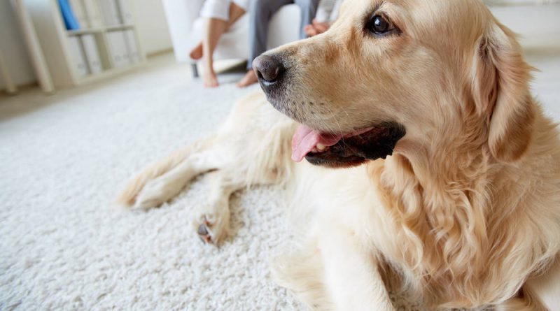 How to Determine if a Service Dog or Other Pet Is Right for a Senior